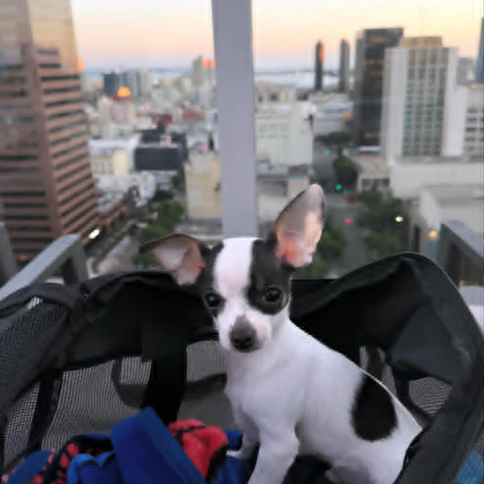 Puppy Sinatra